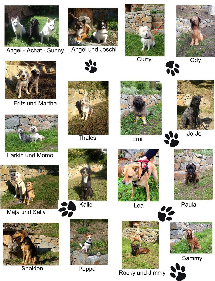 Hundeparadies im Herzen der Dolomiten