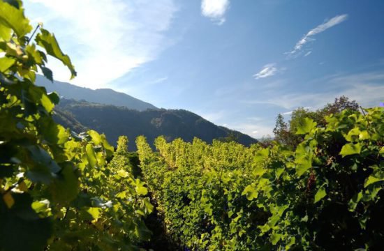 Wine farm Prackfol at Fiè allo Sciliar