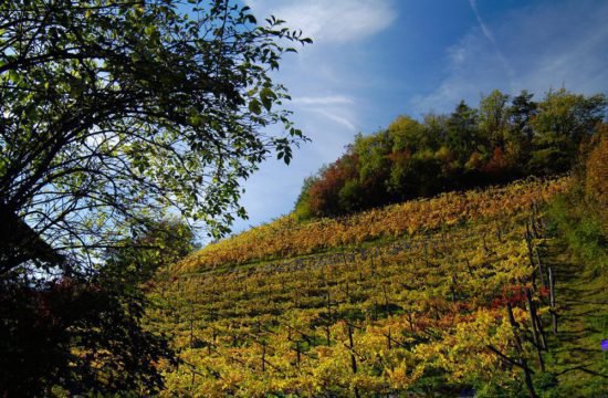 Weinhof Prackfol in Völs am Schlern