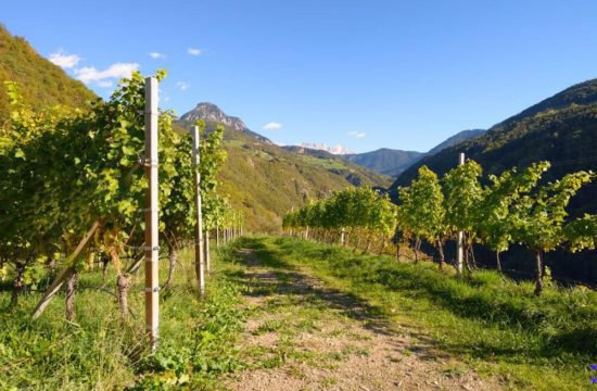 Wine farm Prackfol at Fiè allo Sciliar